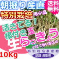 鳥取北条砂丘の特別栽培パリパリ玉らっきょう 10ｋｇ（送料無料 特産品 ご当地グルメ ご贈答品）