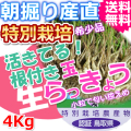 鳥取北条砂丘の特別栽培パリパリ玉らっきょう 4ｋｇ（送料無料 特産品 ご当地グルメ ご贈答品）