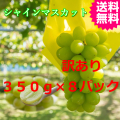 味は最高訳ありシャインマスカット８パック　送料無料（鳥取産）