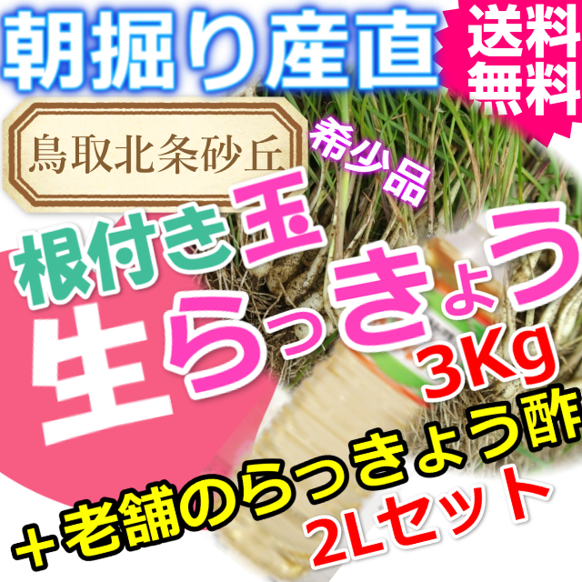 鳥取朝掘り直送パリパリ食感玉らっきょう3kgと老舗のお酢 送料無料 (根付き 土付き 砂付き ラッキョウ お取り寄せ ご当地グルメ ご贈答)