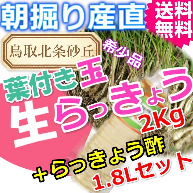 鳥取朝掘り直送パリパリ食感玉らっきょう2kgとお酢1.8L 送料無料 (根付き 土付き 砂付き ラッキョウ お取り寄せ ご当地グルメ ご贈答)