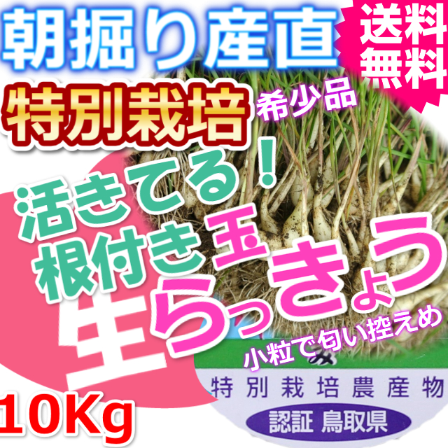 鳥取北条砂丘の特別栽培パリパリ玉らっきょう 10ｋｇ（送料無料 特産品 ご当地グルメ ご贈答品）