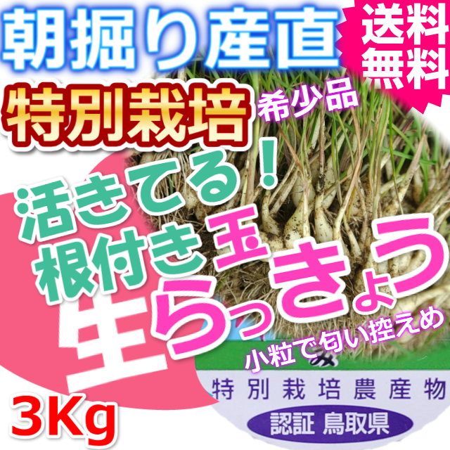 鳥取北条砂丘の特別栽培パリパリ玉らっきょう 3ｋｇ（送料無料 特産品 ご当地グルメ ご贈答品）