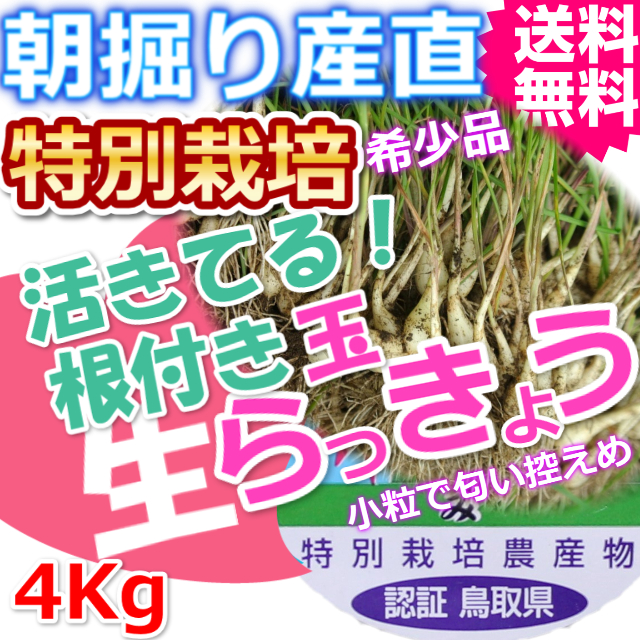 鳥取北条砂丘の特別栽培パリパリ玉らっきょう 4ｋｇ（送料無料 特産品 ご当地グルメ ご贈答品）