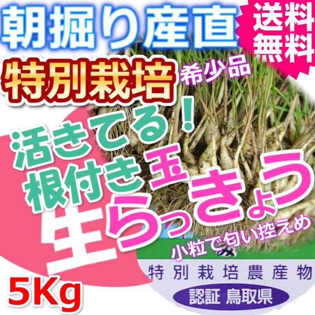 鳥取北条砂丘の特別栽培パリパリ玉らっきょう 5ｋｇ（送料無料 特産品 ご当地グルメ ご贈答品）