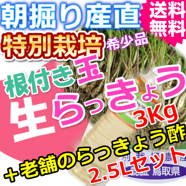 鳥取北条砂丘の特別栽培玉らっきょう3ｋｇと老舗のらっきょう酢2.5Lセット （送料無料 特産品 ご当地グルメ ご贈答品）