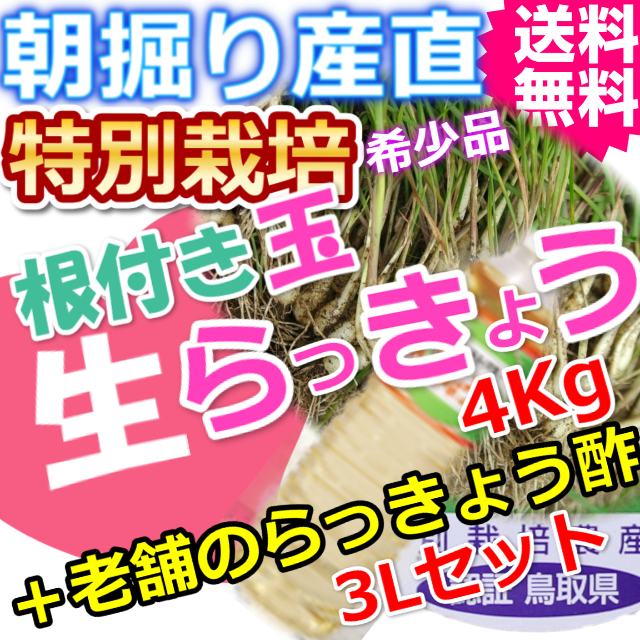 鳥取北条砂丘の特別栽培玉らっきょう4ｋｇと老舗のらっきょう酢3Lセット （送料無料 特産品 ご当地グルメ ご贈答品）