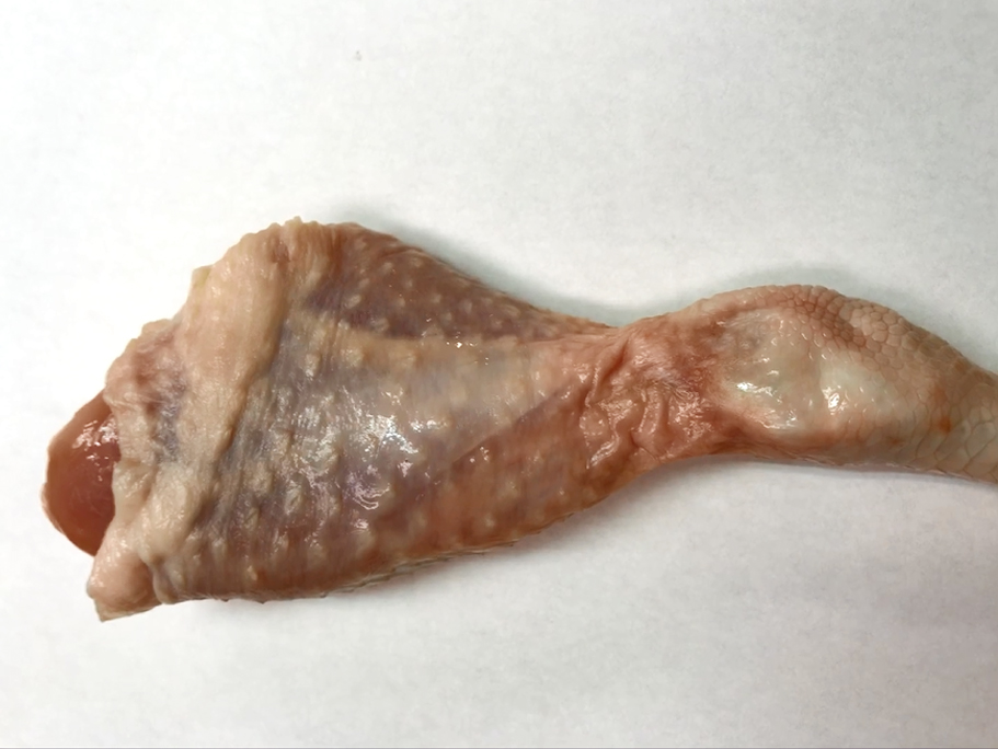 【鳥取県産】ドラム(drum)(骨付き) 生 冷蔵 1本 130g以上【大山どり】