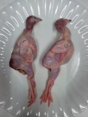 国産 うずら 35個入り うずら うづら肉 ウズラ 鶉【愛知県産】【冷凍】