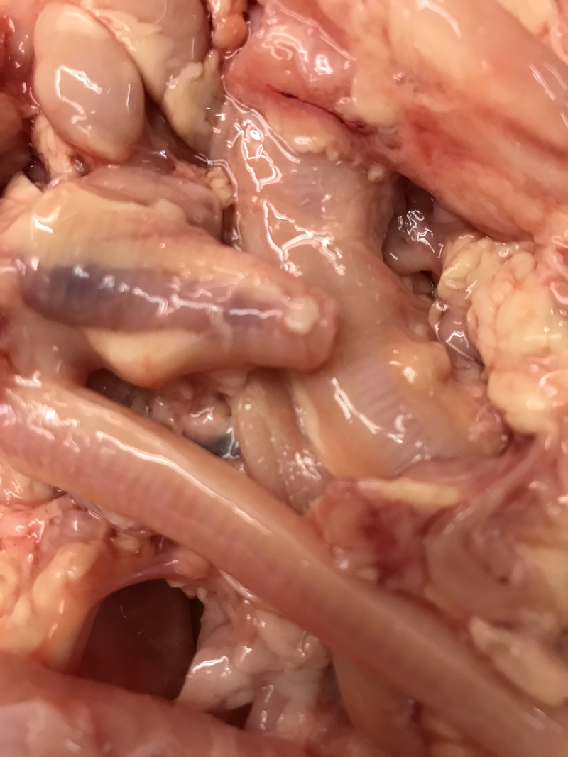 さえずり(食道、喉笛、気管)(首肉)（Esophagus, throat, trachea) (neck)【国産】【冷蔵】【ネック】【希少品】【その他】