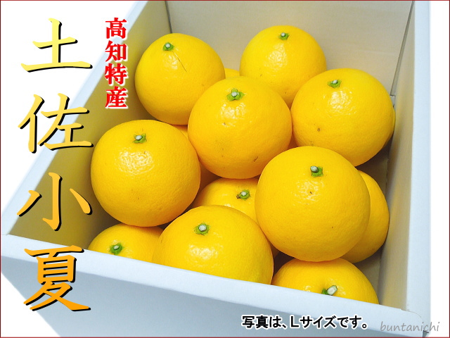 土佐小夏上級品３キロＬ