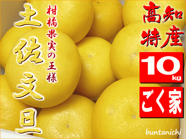 露地土佐文旦２０２６
