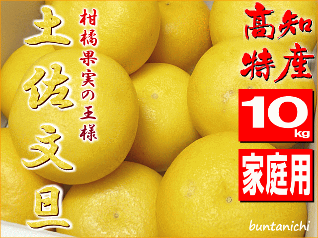 露地土佐文旦２０２６