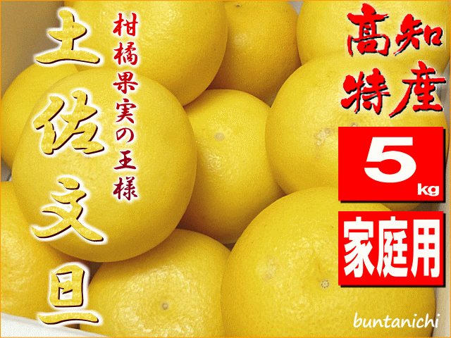 露地土佐文旦２０２６