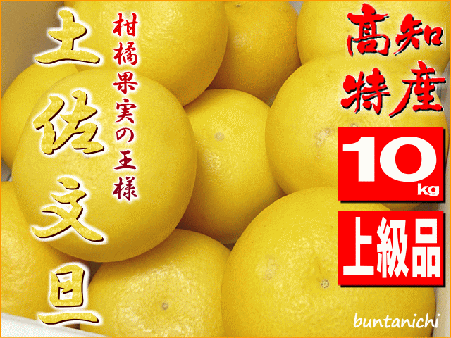 露地土佐文旦２０２６
