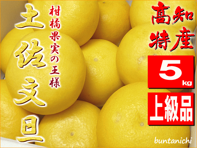 露地土佐文旦２０２６