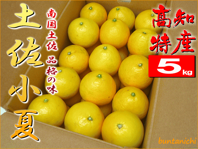 土佐小夏