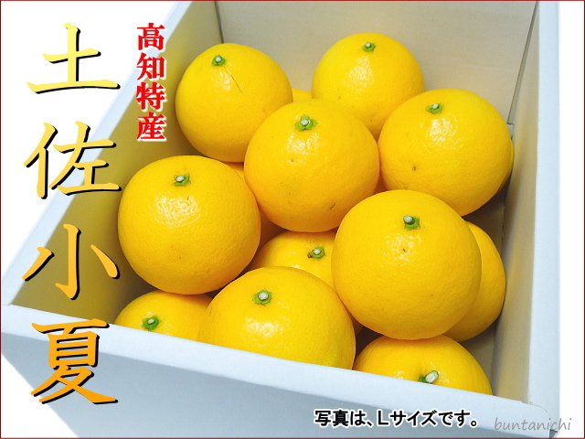 土佐小夏上級品３キロＬ