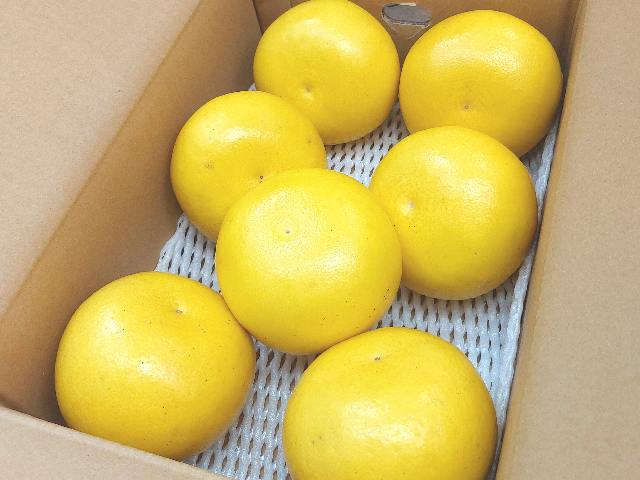 商品画像、土佐文旦