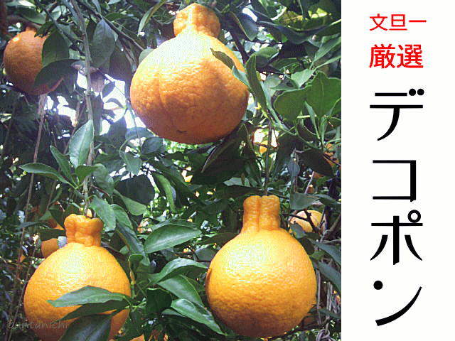 商品画像、でこぽん、しらぬい