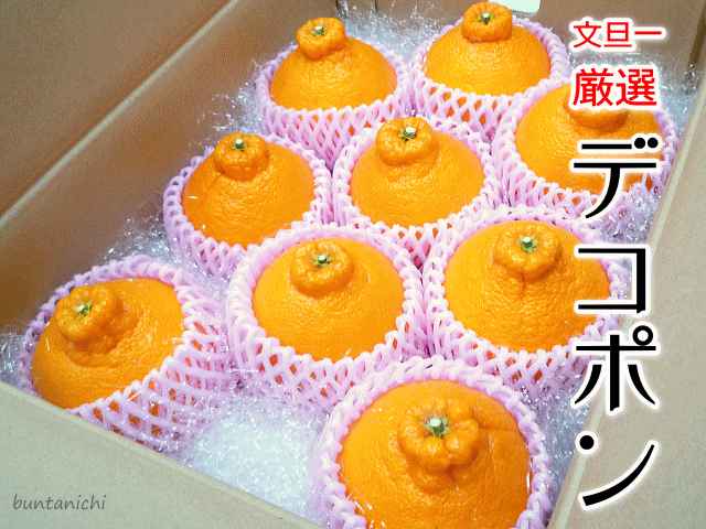 商品画像、でこぽん、しらぬい