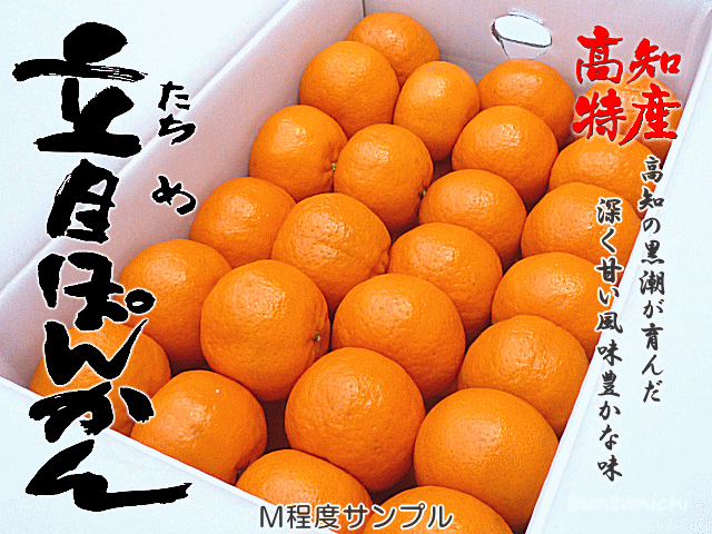 ミカ　高知産 　ぽんかん 5Kg文旦10kg　 Lサイズ　家庭用 高知産ぽんかん【約5キロ・ごく家庭用】 土佐果実専門店 文旦一