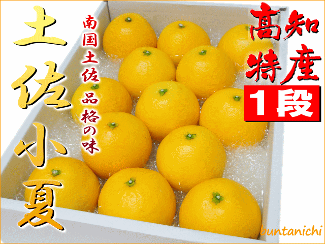 土佐小夏