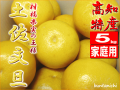 土佐文旦