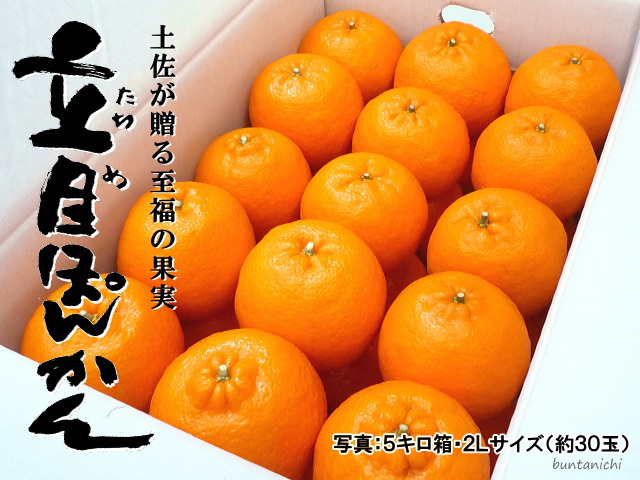 立目ぽんかん２Ｌ