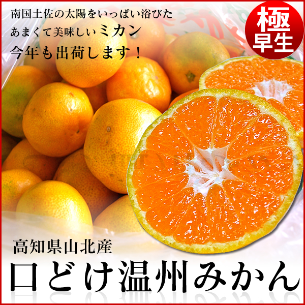 極早生みかん　2.5kg1