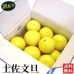 【送料無料】訳あり土佐文旦（露地）10kg　サイズ・玉数おまかせ　