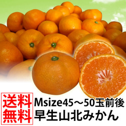 早生みかんMサイズ