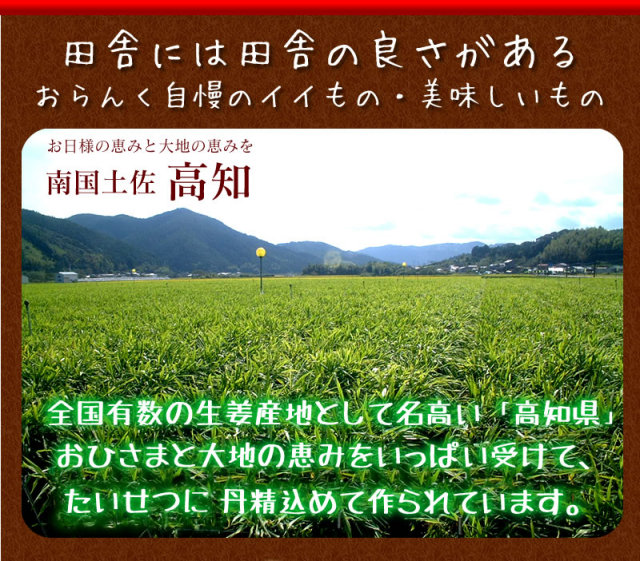 高知県産　しょうが