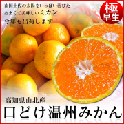 極早生みかん　2.5kg1