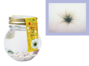 ぷちも（ウルバリンザ）