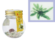 ぷちも（ウルバベルツーサ）