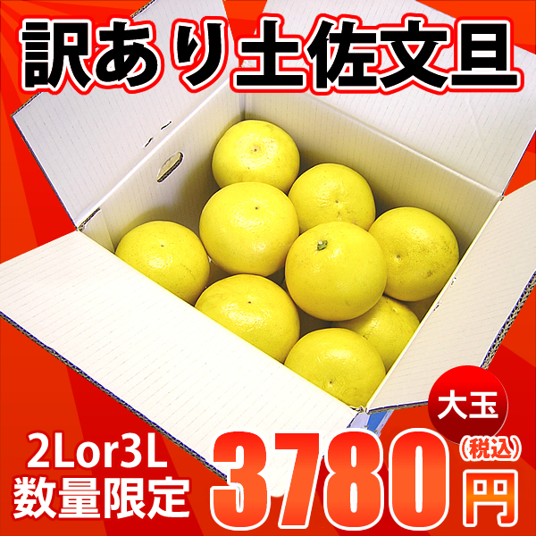 土佐文旦　家庭用　大玉