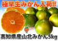 山北みかん（極早生）Mサイズ★等級秀★ 5kg