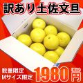 【送料無料(北海道・沖縄は別当送料が必要です。】【激安！250箱限定♪】文旦★訳あり土佐文旦（露地）10kg　サイズ：M(小玉)