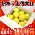 土佐文旦　家庭用　大玉