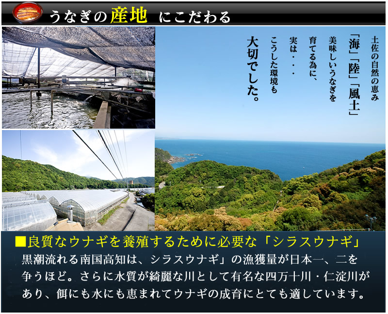 ウナギ１スマホ