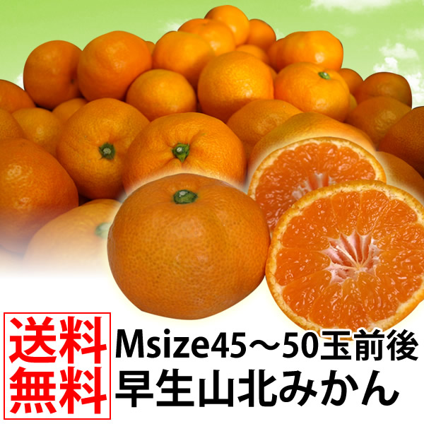 早生みかんMサイズ