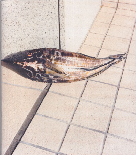 TOKYO FISHGRAPHS I 2020 by Naohiro Harada 2Books Set [Signed]