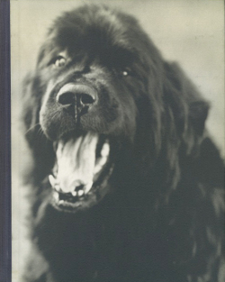 Bruce Weber: Gentle Giants A Book of Newfoundlands