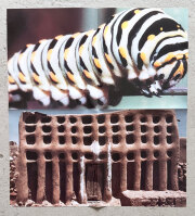 COMME des GARCONS DM - James Morris, Richard Seaman [with Envelope]