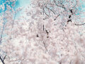 Suzuki Risaku: SAKURA