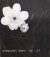 荒木経惟 愛ノ花 / Nobuyoshi Araki: Ai no Hana [Signed]