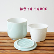 理由あり：ねぎイキイキBOX(グリーン)