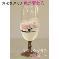 マジックビールグラス(冷水満開桜）　