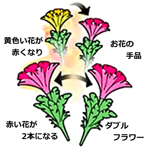 黄色の花にハンカチをかぶせると花はピンクに。そのピンクの花が今度は1本が2本に分裂。なんとも不思議な手品です